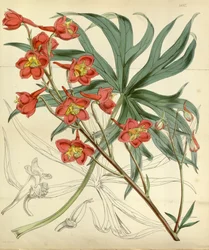 Cardeal Delphinium